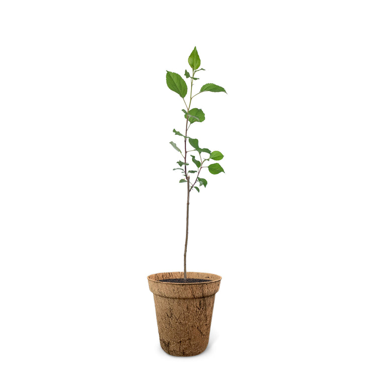 Der Apfelbaum