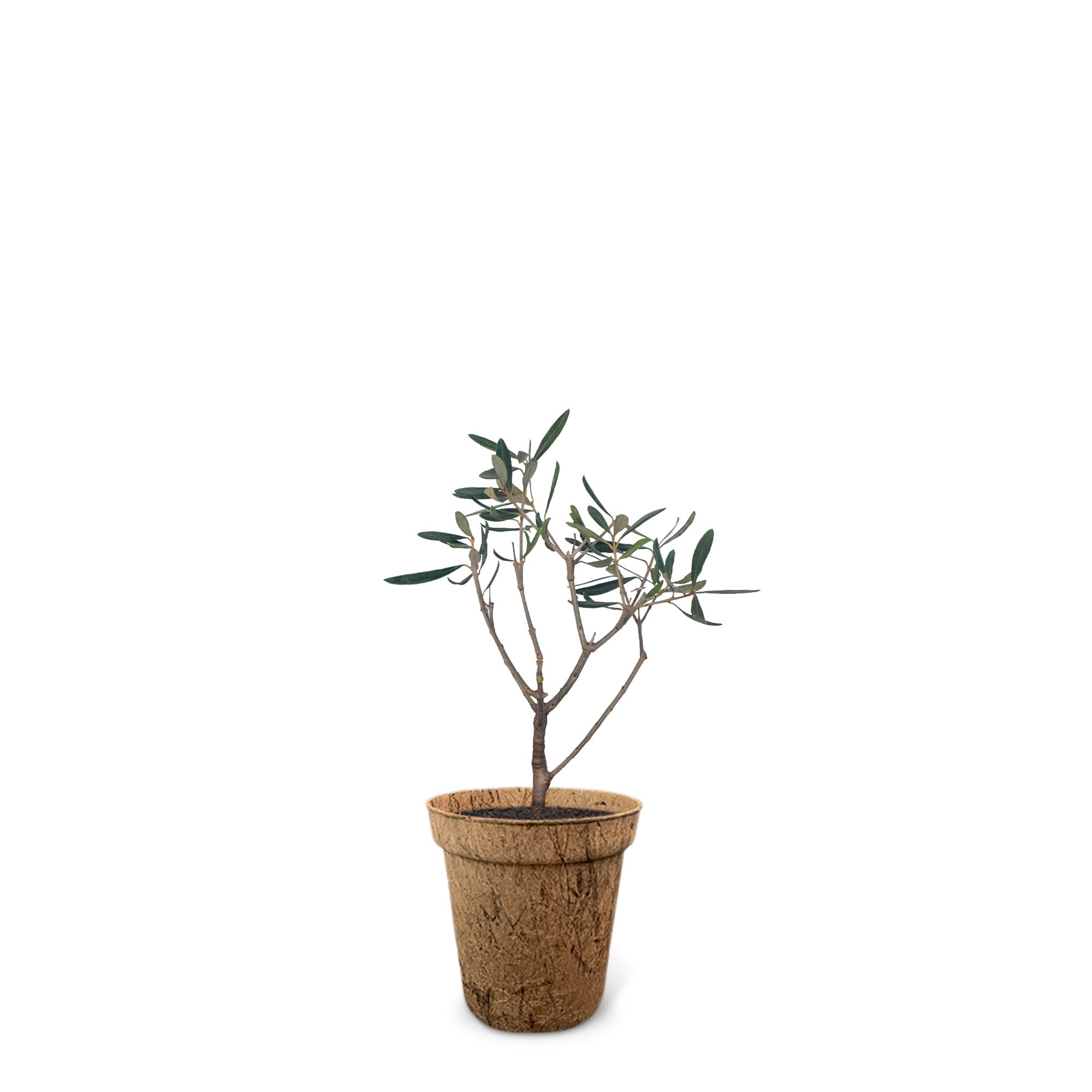 olivenbaum symbol für Olivenbaum: Keltischer Lebensbaum als Geschenk kaufen