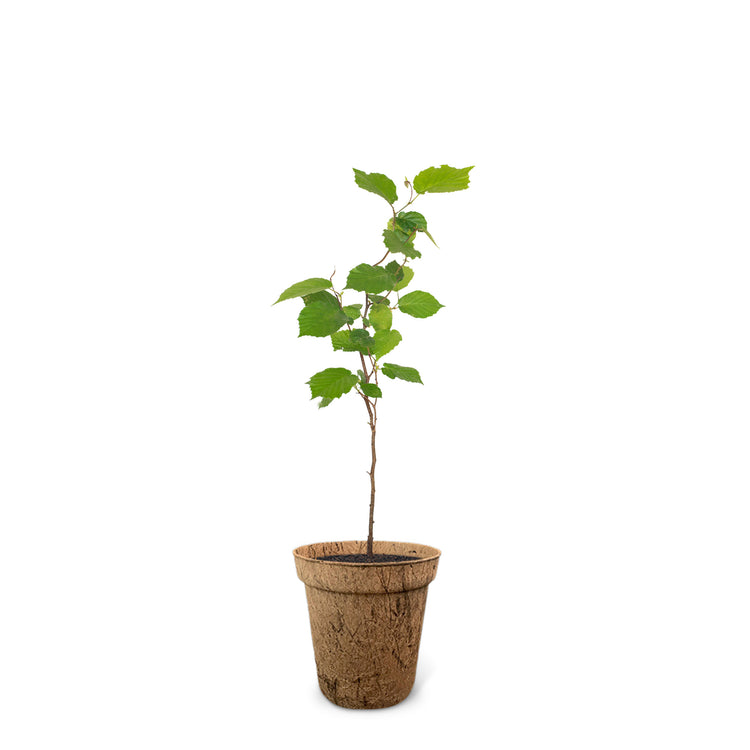 Der Haselbaum