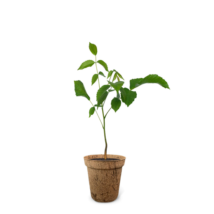 Der Nussbaum
