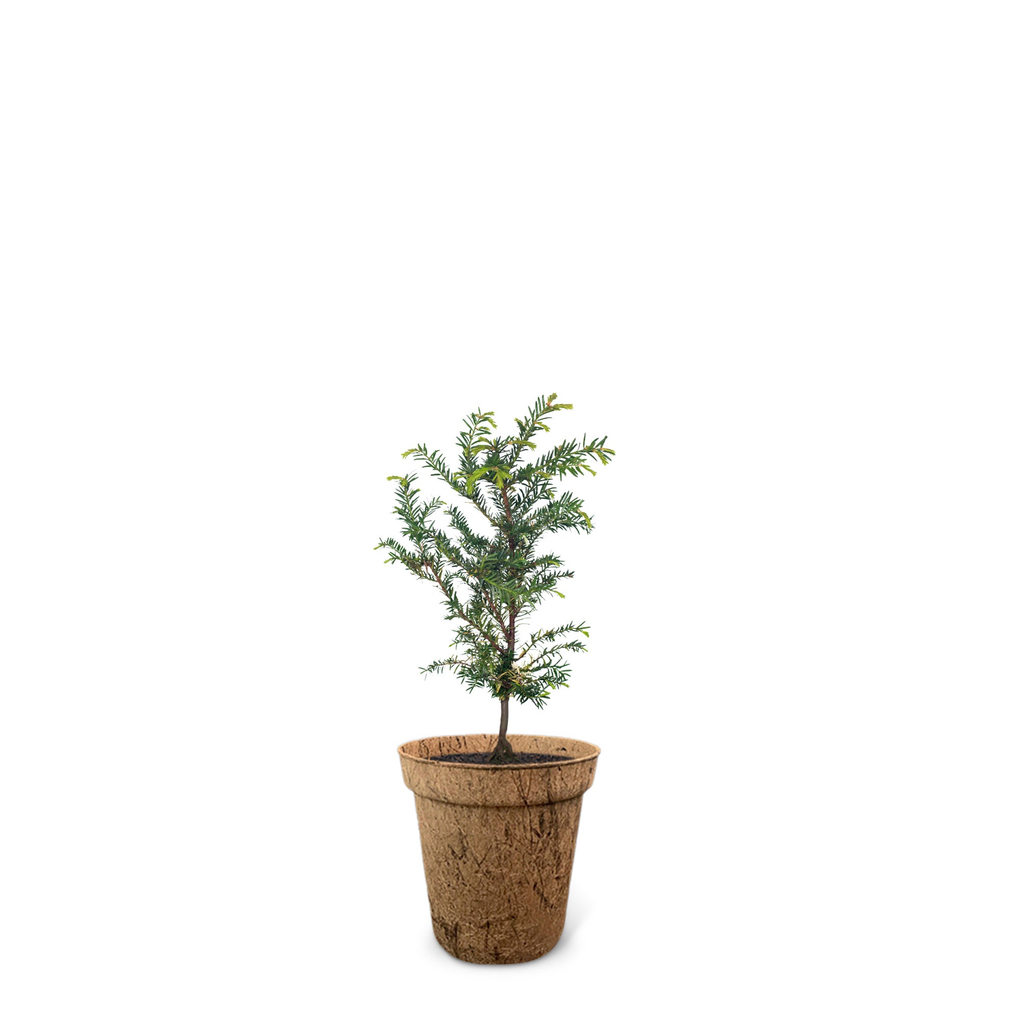 Eibe: Keltischer Lebensbaum als Geschenk kaufen