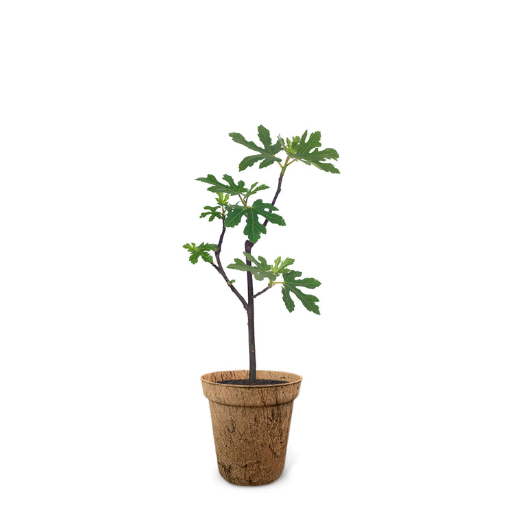 Der Feigenbaum