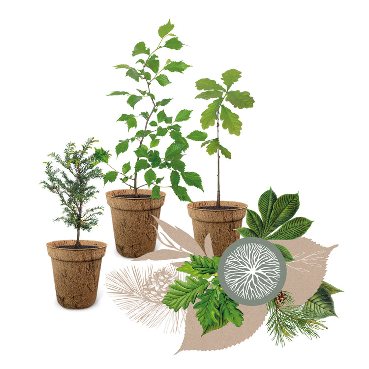 Geburtsbaum