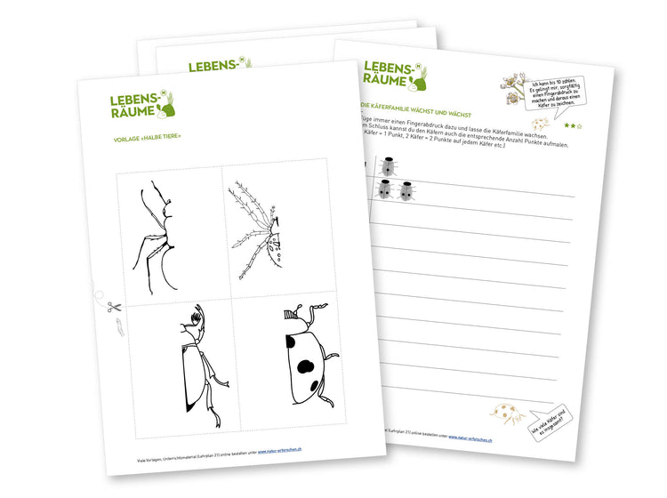 Klassensatz «Raupe-Schmetterling»