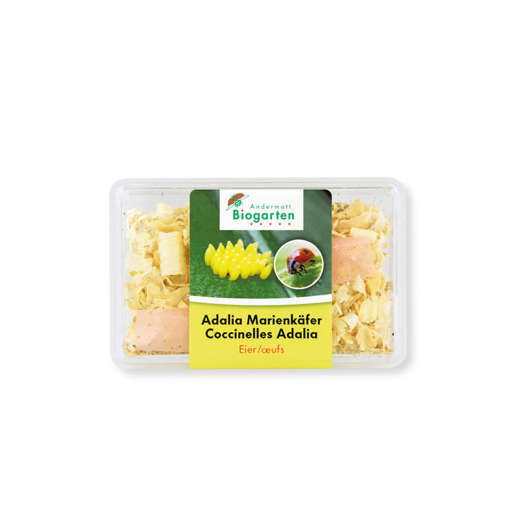 Marienkäfer-Eier