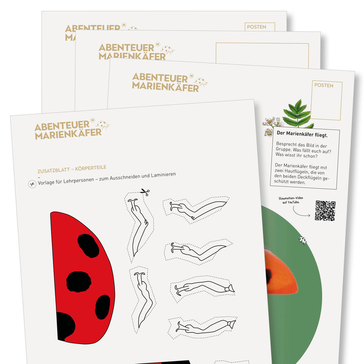 NMG-Lehrmittel KiGa «Marienkäfer»