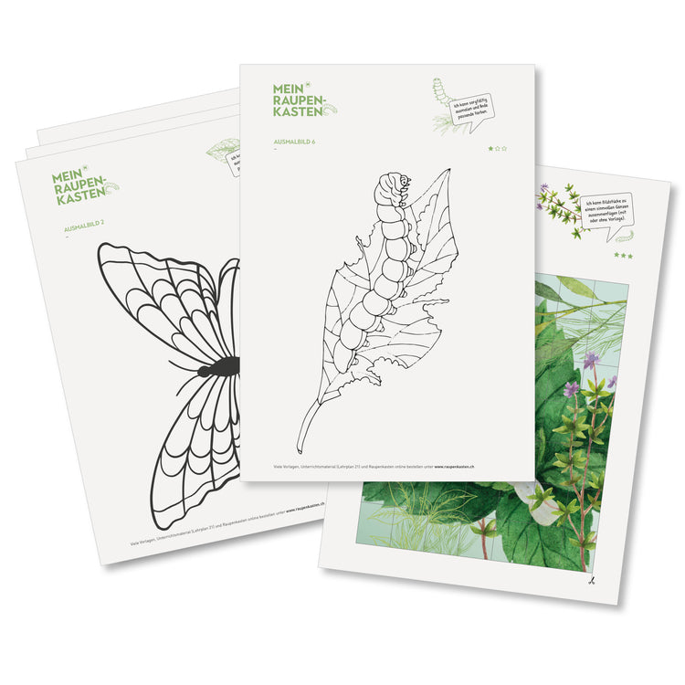 NMG-Lehrmittel «Raupe-Schmetterling»