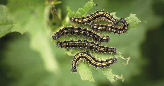 Raupen in der Natur entdecken