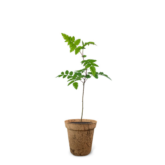 Geschenke zur Geburt oder Taufe