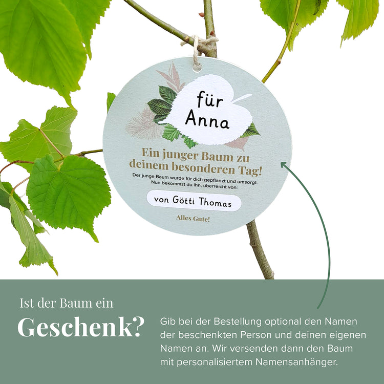 Die Birke
